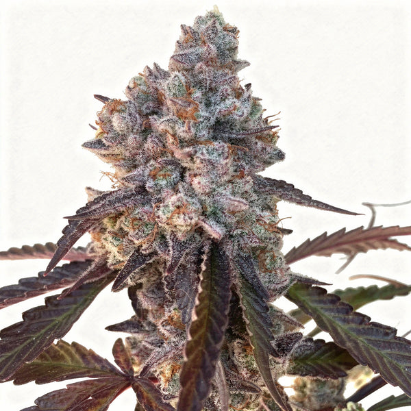 Frostade - fem - 6 Stk. - Umami Seed Co.