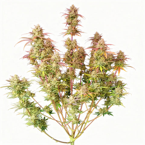 Frostbanger Auto - auto - 3 Stk. - 420 Fast Buds