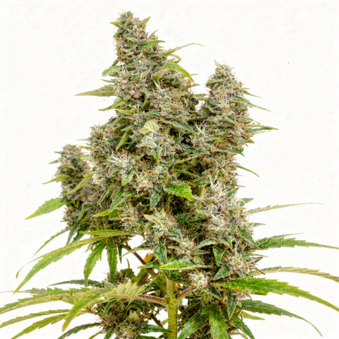 Frosty Friday - reg - 12 Stk. - Super Sativa Seed Club