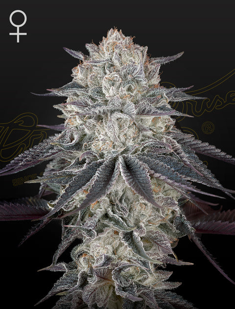 Fullgas - fem. - 3 Stk. -  Green House Seeds