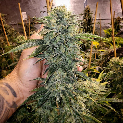 Geist OG - Fast Flowering.- 5 Stk. -  Humboldt Seeds