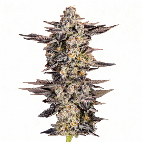Gelato #33 - fem. - 3 Stk. - SuperStrains