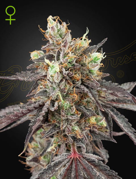 Gelato 41 x Gelato 41 Auto - auto - 3 Stk. -  Green House Seeds