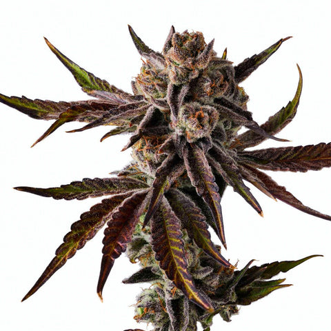 Gelato 41 x Coffin Candy - reg. - 10 Stk. - Doja