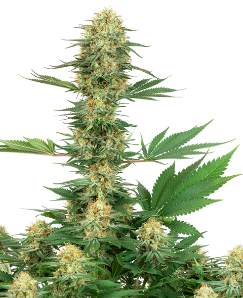 Gelato #420  - fem. - 3 Stk. - Sensi Seeds