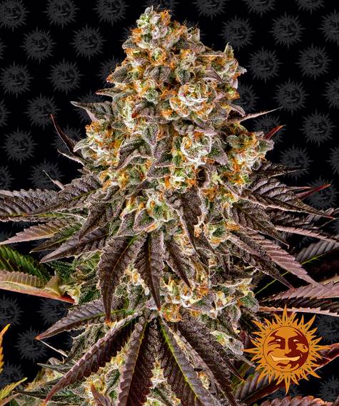 Gelato #45 - fem. - 3 Stk. - Barney's Farm