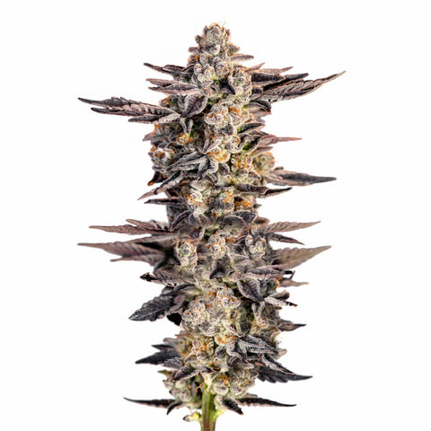 GG4 (Gorilla Glue) - fem. - 3 Stk. - SuperStrains