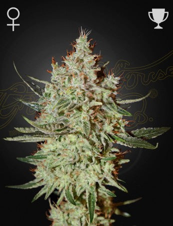 Cheese - fem. - 3 Stk. -  Green House Seeds