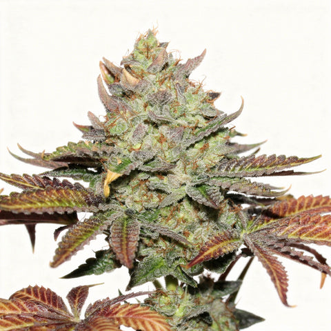 Girl Scout Cookies - auto - 6 Stk. - The Cali Connection