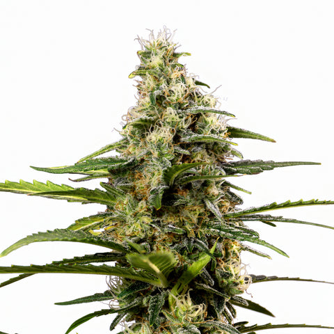 Girl Scout Cookies - fem. - 3 Stk. - SuperStrains