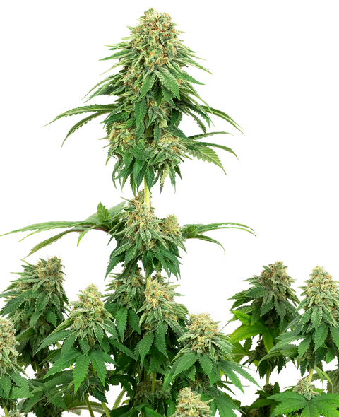 Girl Scout Cookies - fem. - 3 Stk. - Sensi Seeds