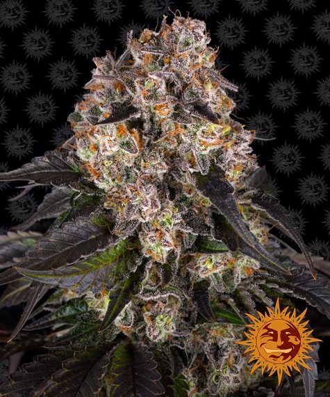 Girl Scout Cookies - fem. - 3 Stk. - Barney's Farm