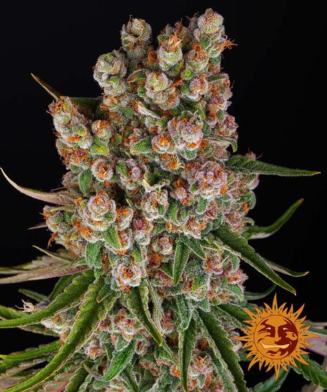 GMO - auto - 3 Stk. - Barney's Farm