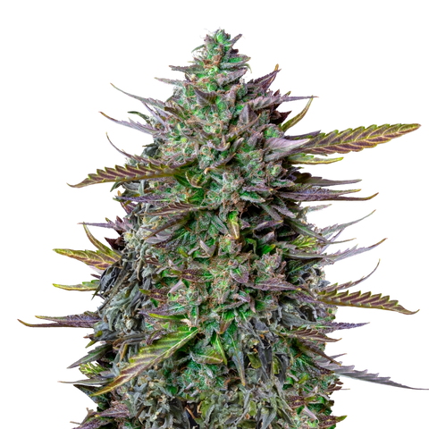 GOAT'lato - auto - 3 Stk. -  Royal Queen Seeds