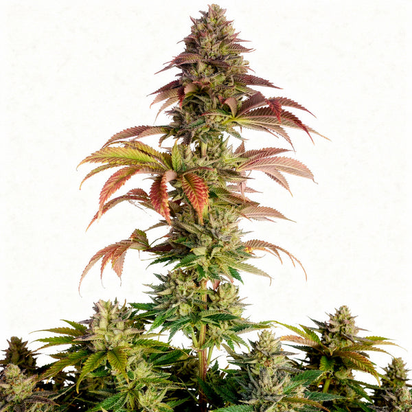 Gorilla Melon FEM - fem. - 3 Stk. - 420 Fast Buds