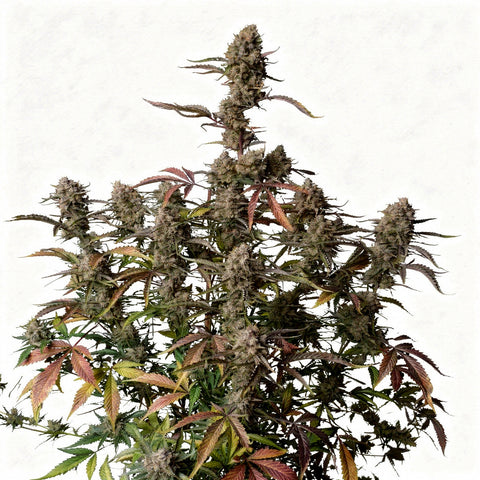 Gorilla Z Auto - auto - 3 Stk. - 420 Fast Buds
