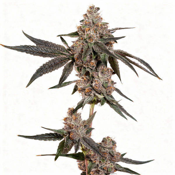 Grand Prixx - fem. - 3 Stk. - Wizard Trees
