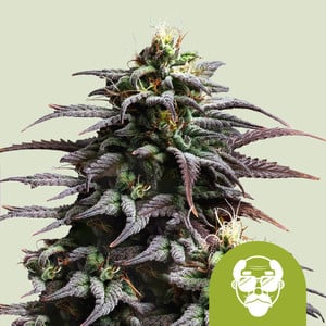 Granddaddy Purple - auto - 3 Stk. -  Royal Queen Seeds