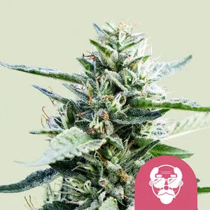 Granddaddy Purple - fem. - 3 Stk. -  Royal Queen Seeds