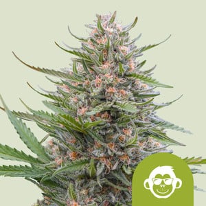 Grape Ape - auto - 3 Stk. -  Royal Queen Seeds