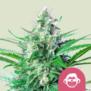 Grape Ape - fem. - 3 Stk. -  Royal Queen Seeds