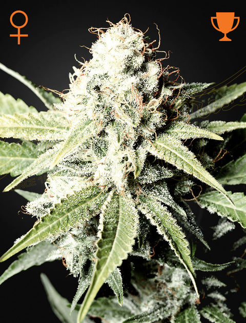 Great White Shark - fem. - 3 Stk. -  Green House Seeds