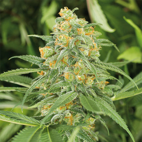 Green Crack 2.0 - fem. - 3 Stk. -  Humboldt Seeds