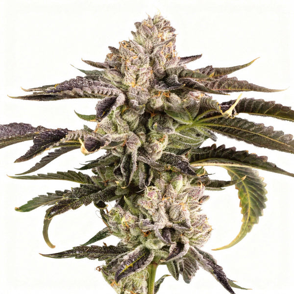 Gridlock - fem. - 3 Stk. - Wizard Trees