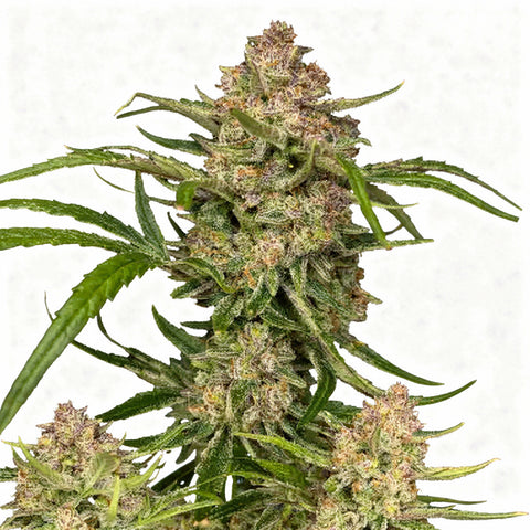 Guava Auto - auto - 3 Stk. - 420 Fast Buds