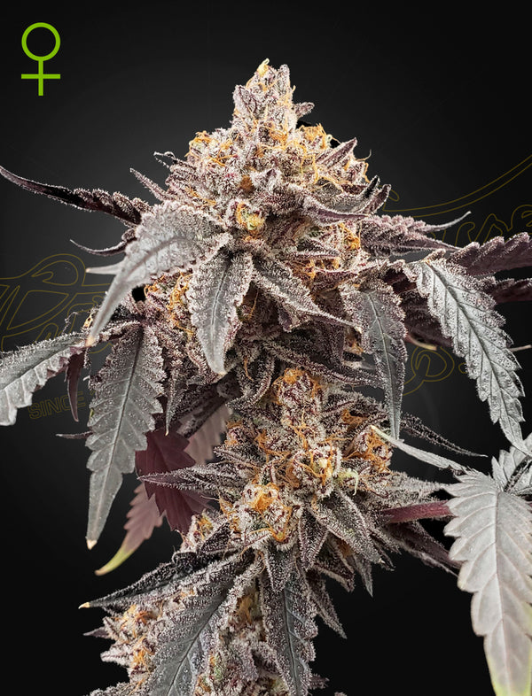 Guava x Gelato 41 - auto - 3 Stk. -  Green House Seeds