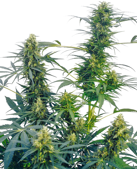 Guerrilla's Gusto®  - reg. - 10 Stk. - Sensi Seeds