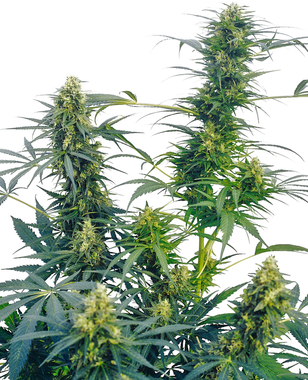 Guerrilla's Gusto®  - reg. - 10 Stk. - Sensi Seeds