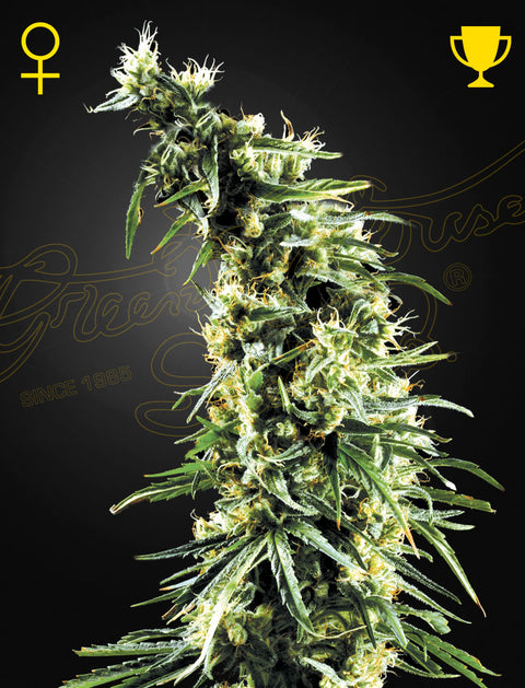 Hawaiian Snow - fem. - 3 Stk. -  Green House Seeds