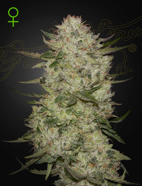 HighCloudZ - auto - 3 Stk. -  Green House Seeds