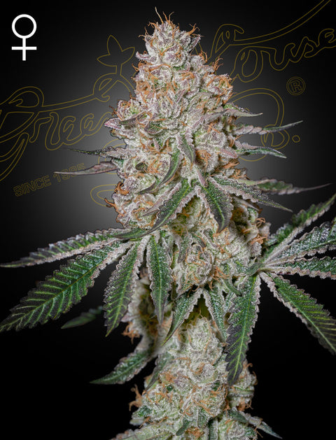 HighCloudZ - fem. - 3 Stk. -  Green House Seeds
