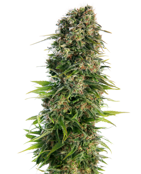 Hindu Kush®  - auto - 3 Stk. - Sensi Seeds