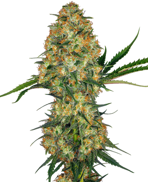 Hindu Kush® - reg. - 10 Stk. - Sensi Seeds