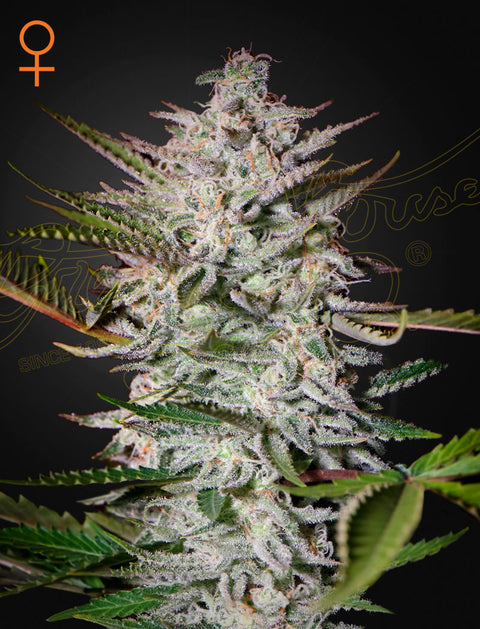 Holy Punch - fem. - 3 Stk. -  Green House Seeds