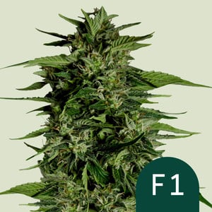 Hyperion F1 - auto - 3 Stk. -  Royal Queen Seeds
