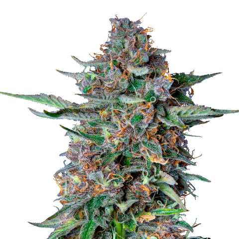 Dosidos - auto - 3 Stk. -  Royal Queen Seeds