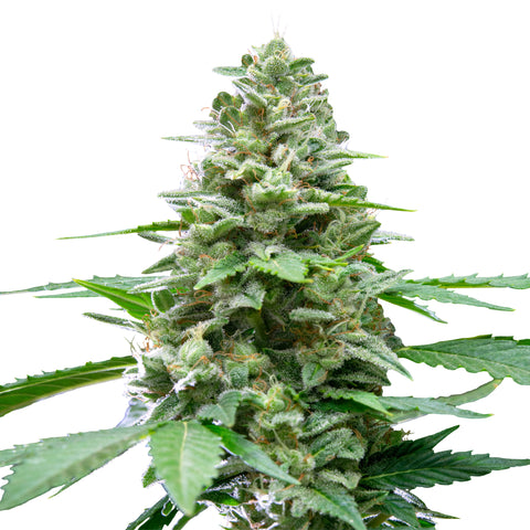 Easy Bud - auto - 3 Stk. -  Royal Queen Seeds
