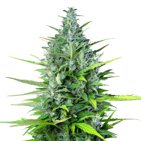 Royal Haze - auto - 3 Stk. -  Royal Queen Seeds