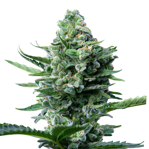 Royal Jack - auto - 3 Stk. -  Royal Queen Seeds