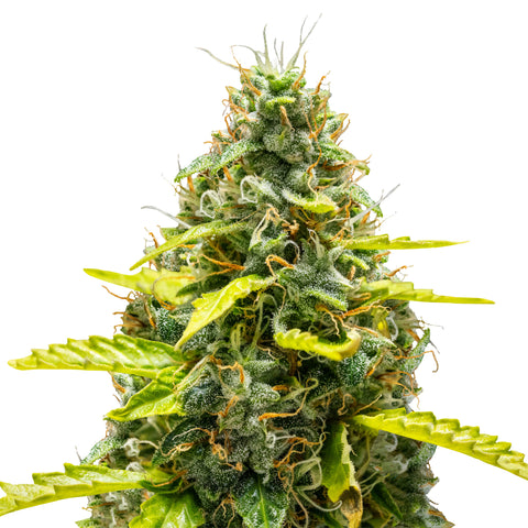 Royal Runtz - auto - 3 Stk. -  Royal Queen Seeds
