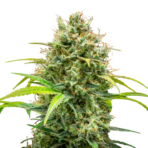 Triple G - auto - 3 Stk. -  Royal Queen Seeds