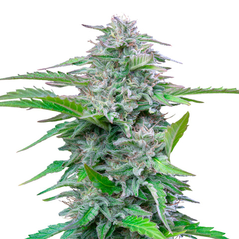 Critical - fem. - 3 Stk. -  Royal Queen Seeds