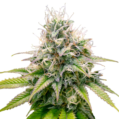 Kali Dog - fem. - 3 Stk. -  Royal Queen Seeds