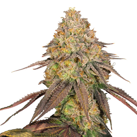 Legendary OG Punch - fem. - 3 Stk. -  Royal Queen Seeds