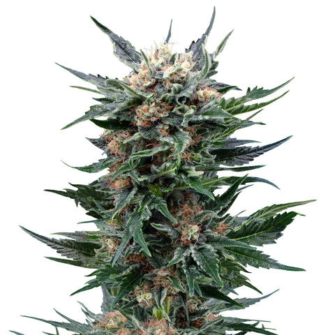 Royal Gorilla - fem. - 3 Stk. -  Royal Queen Seeds