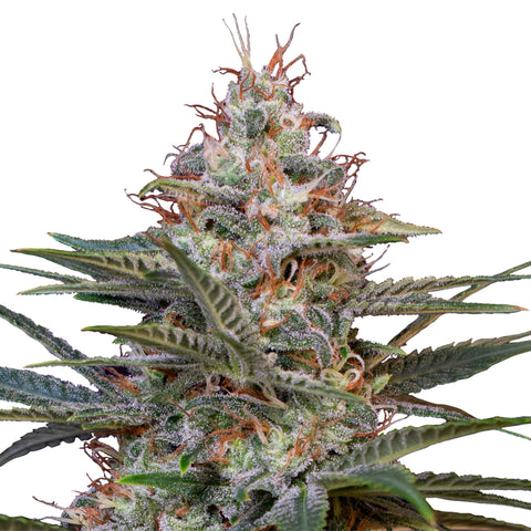 Shogun - fem. - 3 Stk. -  Royal Queen Seeds